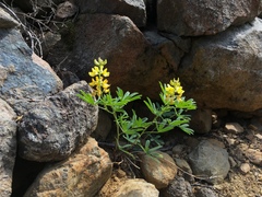 Lupinus croceus