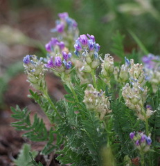 Oxytropis borealis
