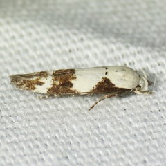 Mompha definitella
