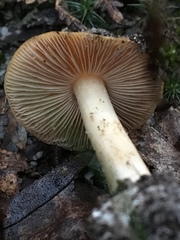 Cortinarius phalarus