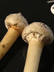 Cortinarius phalarus