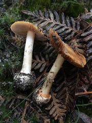 Cortinarius phalarus