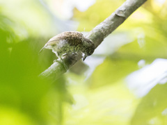 Picumnus squamulatus