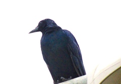Corvus sinaloae