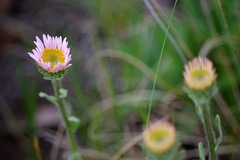 Aster alpinus vierhapperi