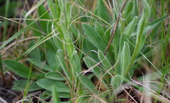 Aster alpinus vierhapperi