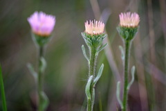 Aster alpinus vierhapperi