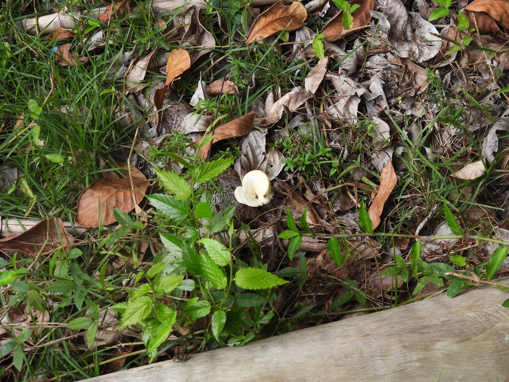 Favolus brasiliensis · May 2025 · photo: © sheylarossi (iNaturalist, cc-by-sa)