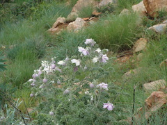Clematis villosa stanleyi