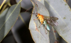 Theronia maculosa