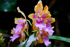 Oncidium wyattianum
