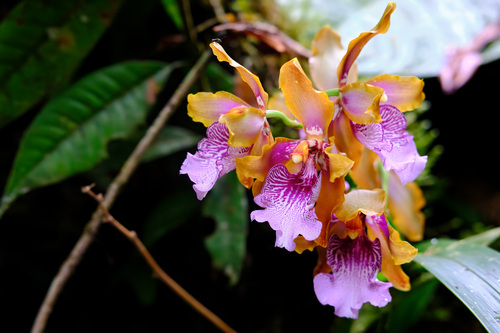 Oncidium wyattianum, photograph 1