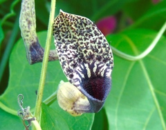 Aristolochia taliscana