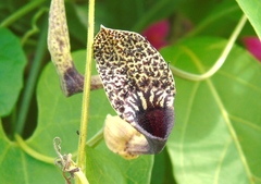 Aristolochia taliscana