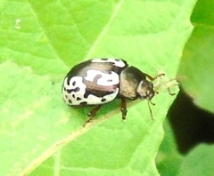Calligrapha intermedia