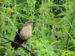 Nicaraguan Grackle photo 5