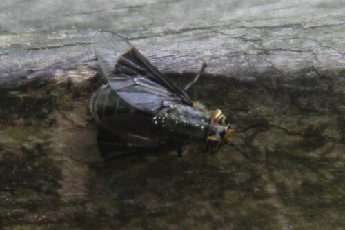 Black Deer Fly photo 6