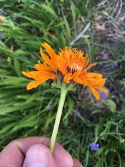 Raillardella pringlei