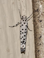 Yponomeuta internellus