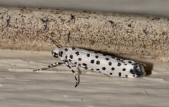 Yponomeuta internellus