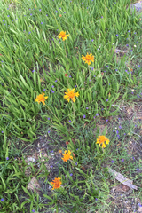 Raillardella pringlei