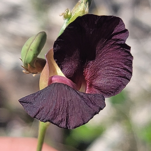Macroptilium atropurpureum