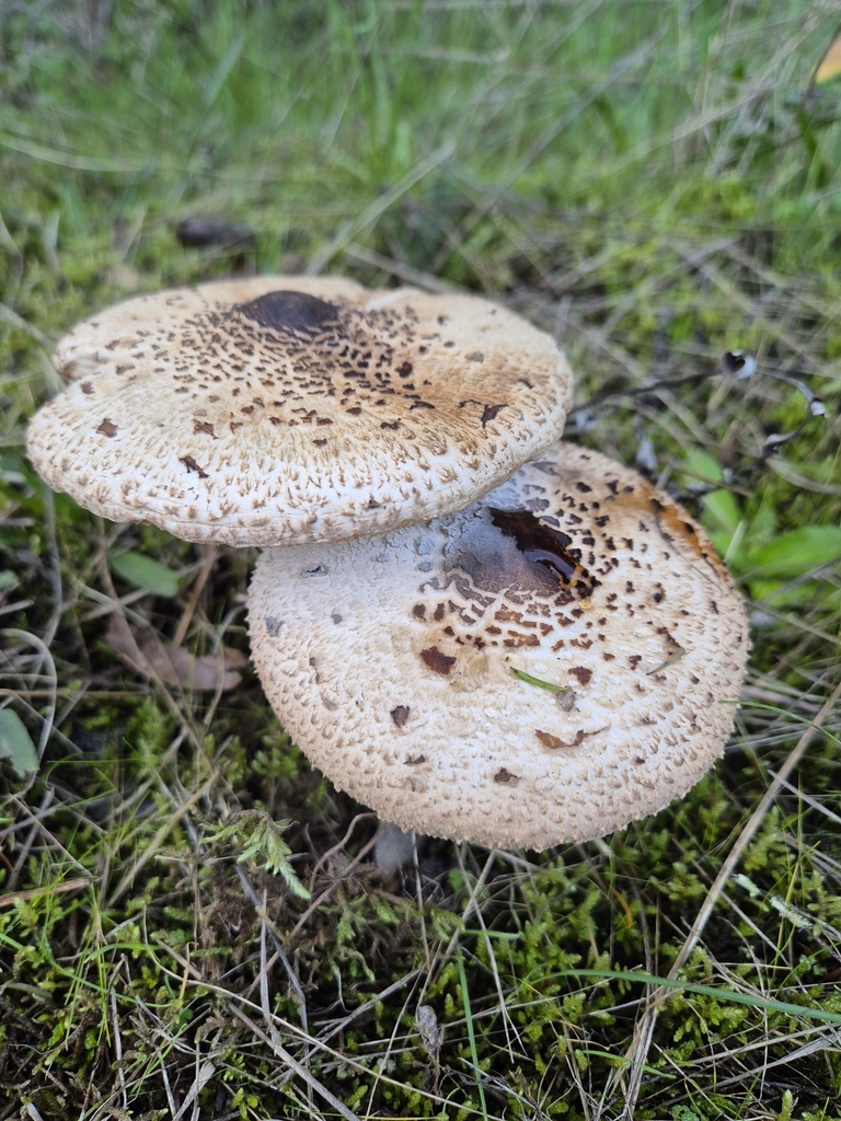 Macrolepiota clelandii · May 2025 · photo: © pel56 (iNaturalist, cc0)