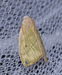 Earias subviridis