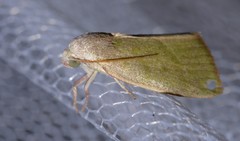 Earias subviridis