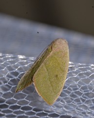 Earias subviridis