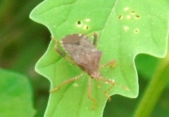 Anasa scorbutica