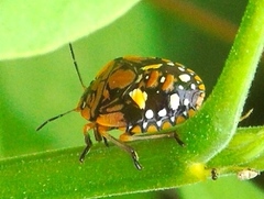Chinavia marginata