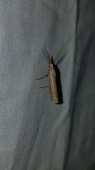 Thaumatopsis pexellus