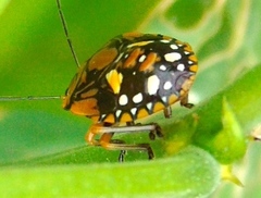 Chinavia marginata
