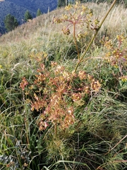 Peucedanum morisonii