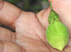 Aquilaria sinensis