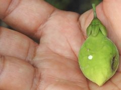 Aquilaria sinensis