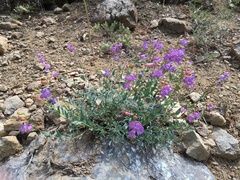 Penstemon parvulus