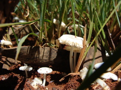 Termitomyces microcarpus