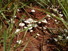 Termitomyces microcarpus
