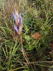 Gentiana decumbens