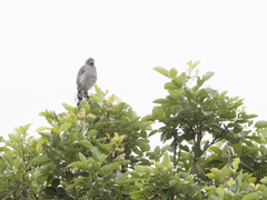 Rupornis magnirostris