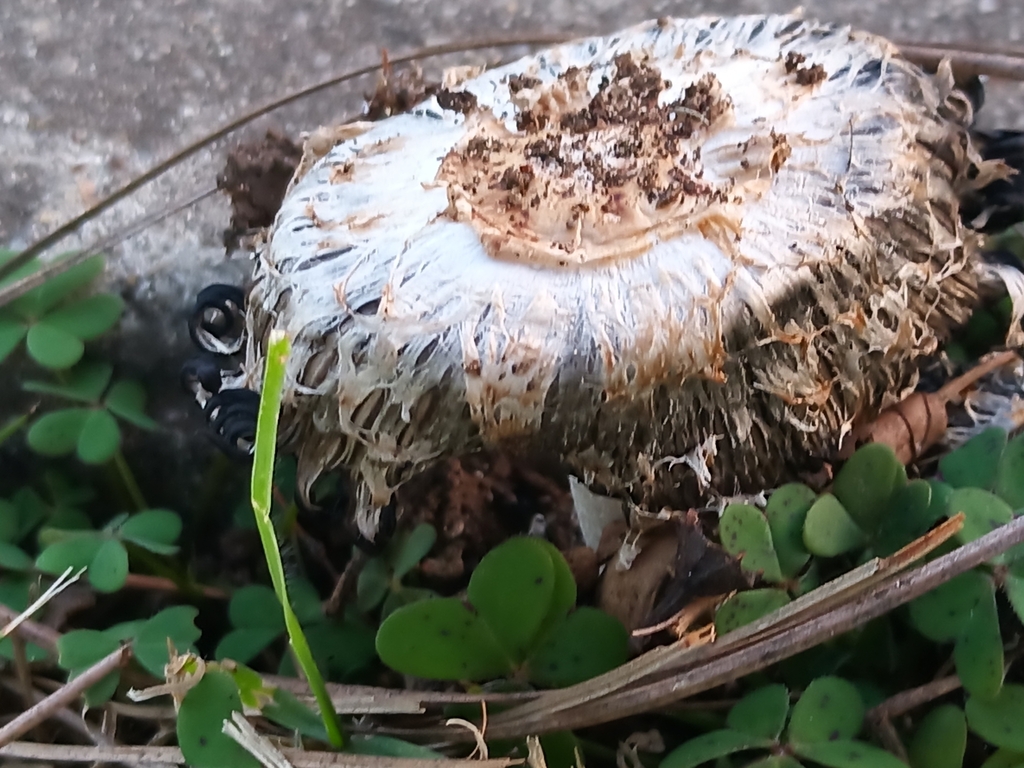 Coprinus comatus · May 2025 · photo: © evietchi (iNaturalist, cc-by-sa)