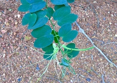 Bauhinia pauletia