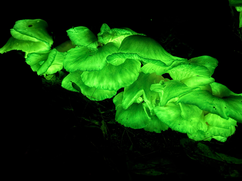 Omphalotus nidiformis · May 2025 · photo: © mulgara (iNaturalist, cc0)