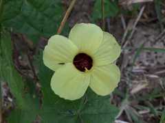 Pavonia cancellata