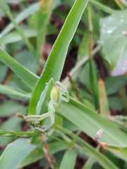 Micrommata