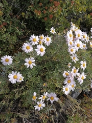 Chrysanthemum sinuatum