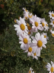 Chrysanthemum sinuatum