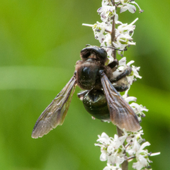Xylocopa californica californica